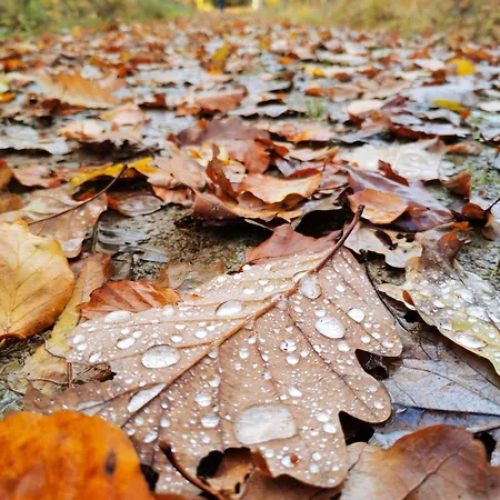 Loewenstern Niederstetten
