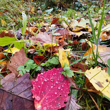 Loewenstern Niederstetten